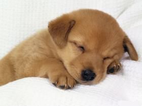 tired_puppy.jpg